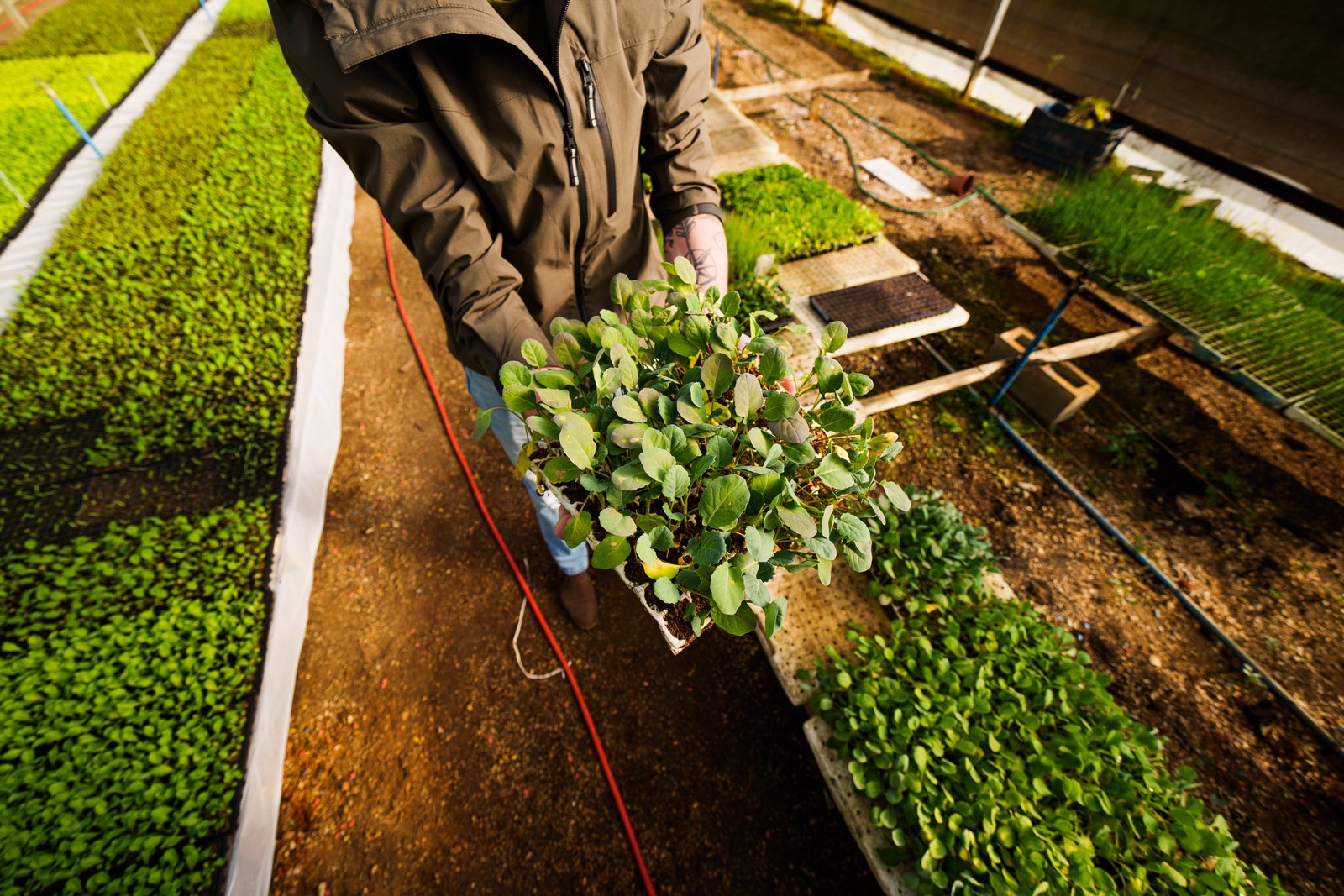 Equipe em área de produção de mudas